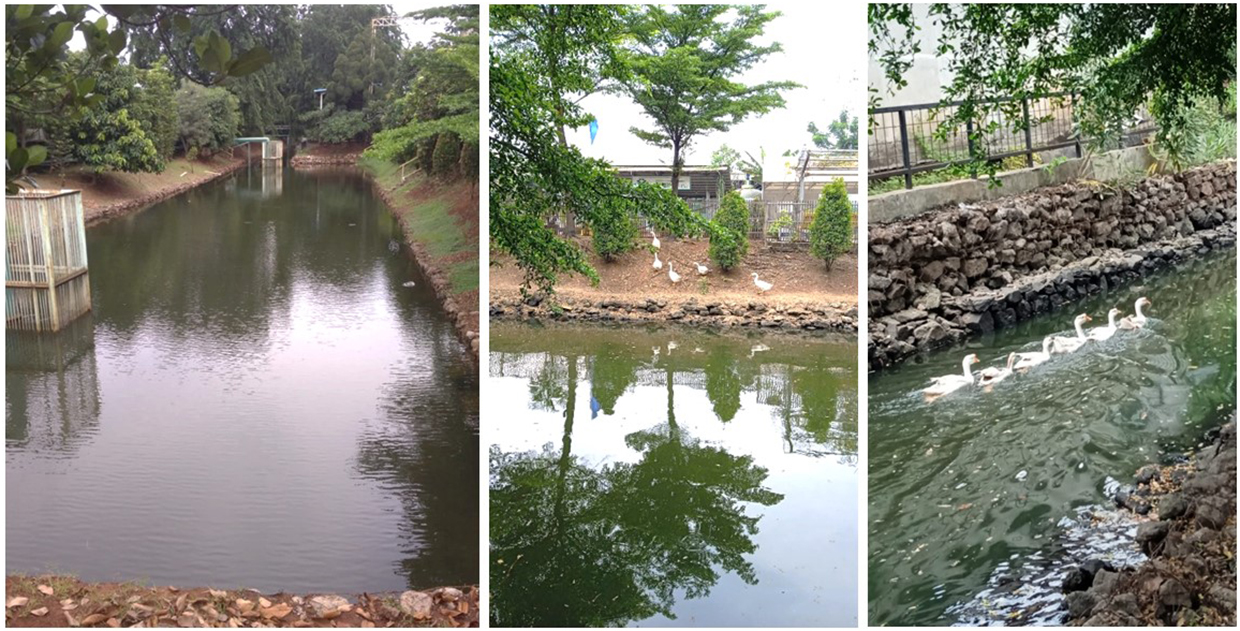 Improvement of the riparian environment in PT Komatsu Indonesia