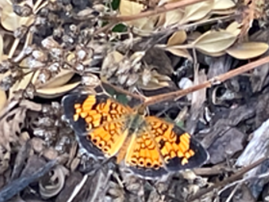 Butterfly (Pearl Crescent Butterfly)